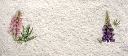 Two lupines on a white powderの写真素材
