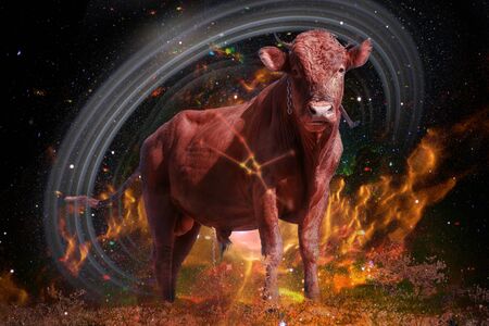 Symbol of bull to Taurus of zodiac and horoscope concept.の写真素材