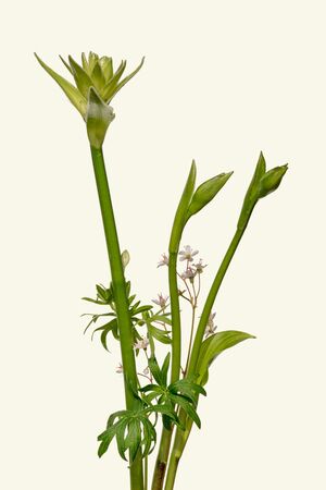 Hosta stems on cream background.の写真素材