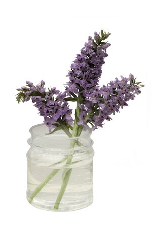 Orchis, terrestrial orchids in a plastic jar isolated on white background.の写真素材