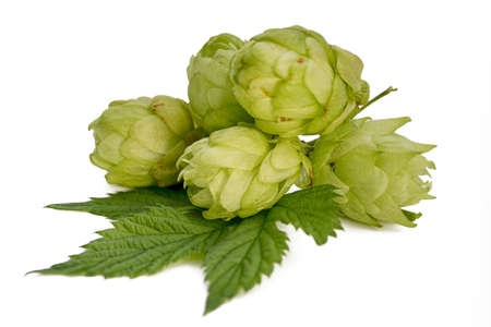 Fresh green hop branch isolated on white background. Hop cones for making beer and bread.の写真素材