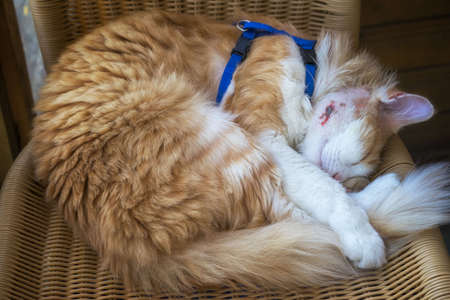 The cat sleeps with a wound healing abscess on his cheek after surgery to remove pus.の写真素材