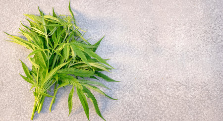 Bunch of marihuana leaves on a table, top view with copy space. Sunlight and shadows. Fresh canabis crop.の写真素材