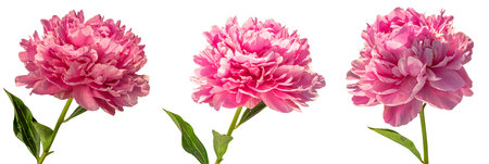 Set of three peonies flowers isolated on white background.の写真素材
