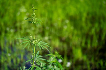 Branch of marihuana growing in a farm, close up selective focus with copy space.の写真素材