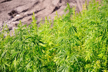 Marijuana thicket on a drug plantation farm.の写真素材