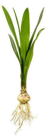 Bulb with leaves and roots isolated on white background.の写真素材