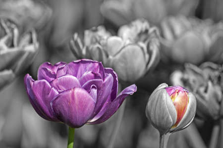 Color and black and white. Violet tulip and colorful bud in a black and white field. Copy space for your inscription.の写真素材