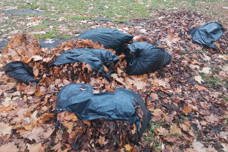 Autumn foliage in plastic trash bags.の写真素材