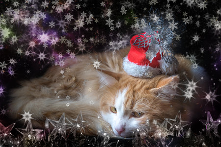 Cat lies comfortably curled in a red New Year's hat in the dark background with christmas garland and snowflakes, collage.の写真素材