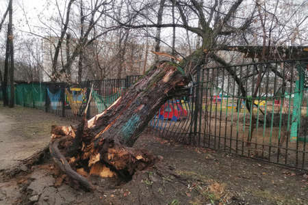 Fallen tree after a hurricane in the courtyard of Moscow. Tree with roots upside down by the wind lies on the curved fence of a kindergarten.の写真素材