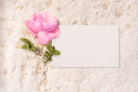 Greeting card with empty paper and Pink roseの写真素材