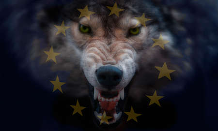 European union flag projected onto the muzzle of a wolfの写真素材