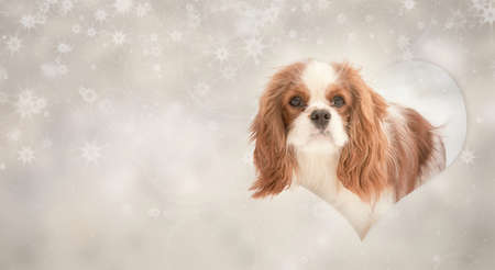 Greeting card with Cavalier king charles spaniel dog from a paper frame heart shape with painted snowflakes. Saint Valentine's day.の写真素材