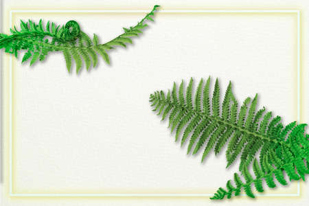 Creative tropical leaves fern on a paper beige background with shadows and frame.の写真素材