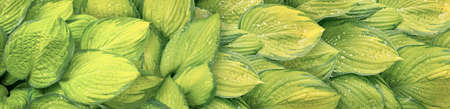 green and yellow wet hosta leaves panoramic nature backgroundの写真素材