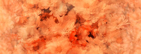 chrysanthemum carpet flowers backgroundの写真素材