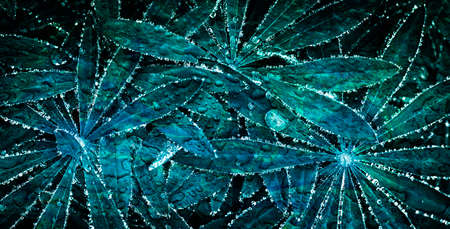 Lupine leaves in the night light with a luminous border of water dropsの写真素材