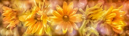 Rudbeckia group of flowers with light spots panoramic collage.の写真素材