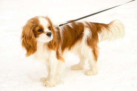 Cavalier king charles spaniel portrait. Dog standing on a snow with leash.の写真素材