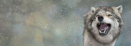 Wolf portrait on a blurred spots background with copy space.の写真素材