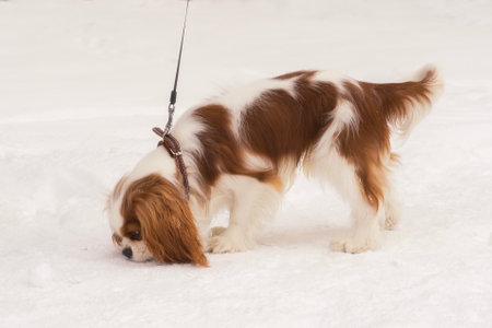 Cavalier king charles spaniel sniffing a footprint in the snowの写真素材