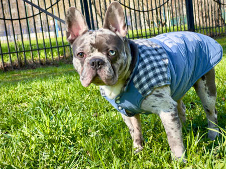 Dog French bulldog in coat on the grass near the fence, brindle blue with eyes different colour.の写真素材