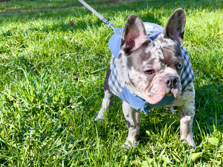 Dog French bulldog in coat on the grass near, brindle blue with eyes different colour.の写真素材