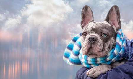 French bulldog in scarf on the background with blurred city and clouds, brindle blue with different eyesの写真素材