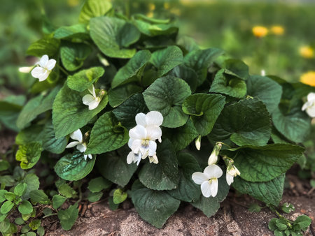 wild white viola bushの写真素材