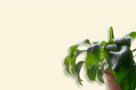 House plant in flowerpot close up isolated on yellow background in a corner with copy spaceの写真素材