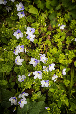 small wild flowers in springの写真素材