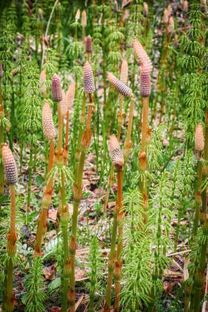 Spring equisetum flowers close upの写真素材