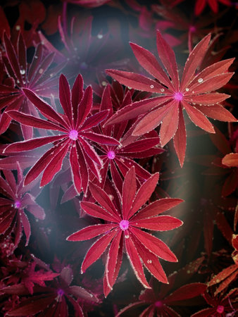 Letter O smoke shape under red lupine leaves backgroundの写真素材