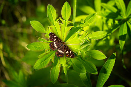 Butterfly on a carved lupine leaf. Butterfly effect and the concept of changing our environment affects everything.の写真素材