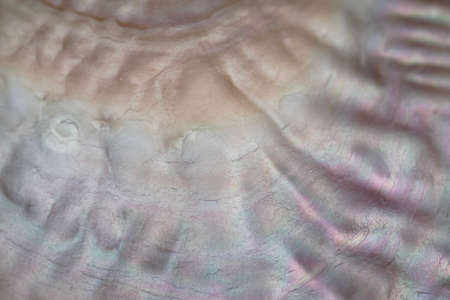 Pearl surface luxury background close upの写真素材