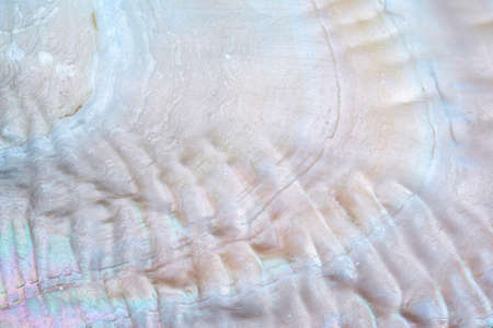 Pearl surface luxury background close upの写真素材