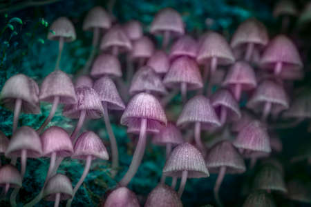 Toadstools group in neon colors as hallucinogenic mushrooms concept.の写真素材