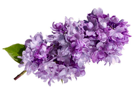 branch of terry lilac flowers isolated on a white backgroundの写真素材