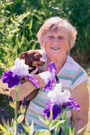 Portrait of an elderly woman with Prague rattier dog in her arms outdoor near iris flowers.の写真素材