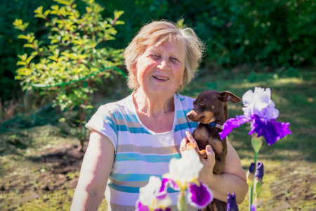 Portrait of an elderly woman with Prague rattier dog in her arms outdoor near iris flowers.の写真素材