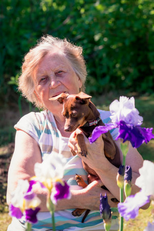 Portrait of an elderly woman with Prague rattier dog in her arms outdoor near iris flowers.の写真素材