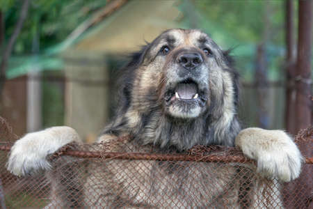 Caucasian Shepherd Dog - large size, powerful musculoskeletal structure, and attractive long hair livestock guardian dog native to countries of Caucasus region, Georgia, Armenia, Azerbaijan, Dagestan.の写真素材