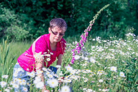 Woman collects a bouquet of wild flowers with daisies and foxgloveの写真素材