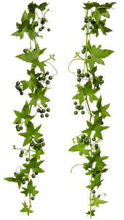 Ivy with green berries isolated on white background, set of two creeper for your frame decoration.の写真素材
