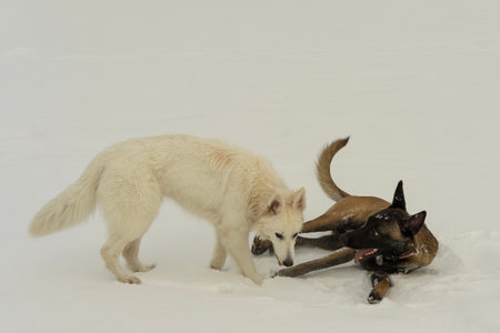 Two dogs playing outdoor in winter, malinos, or belgian shepherd dog and white canadian shepherd.の写真素材
