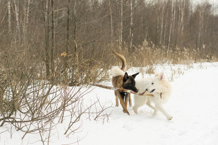 Two dogs playing stick in winter, malinos, or belgian shepherd dog and white canadian shepherd, or white swiss shepherd .の写真素材