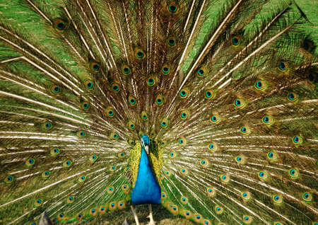 Smart beauty of the king of birdsの写真素材