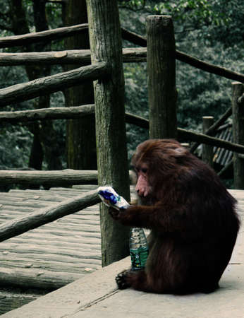monkeys holding trash from touristのeditorial素材