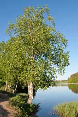 birch at waterの写真素材